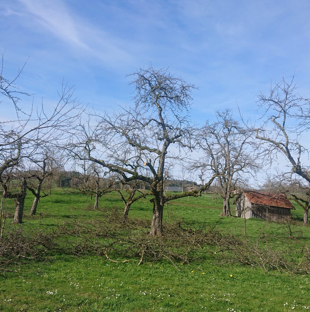 Streuobstwiese in Arbeit